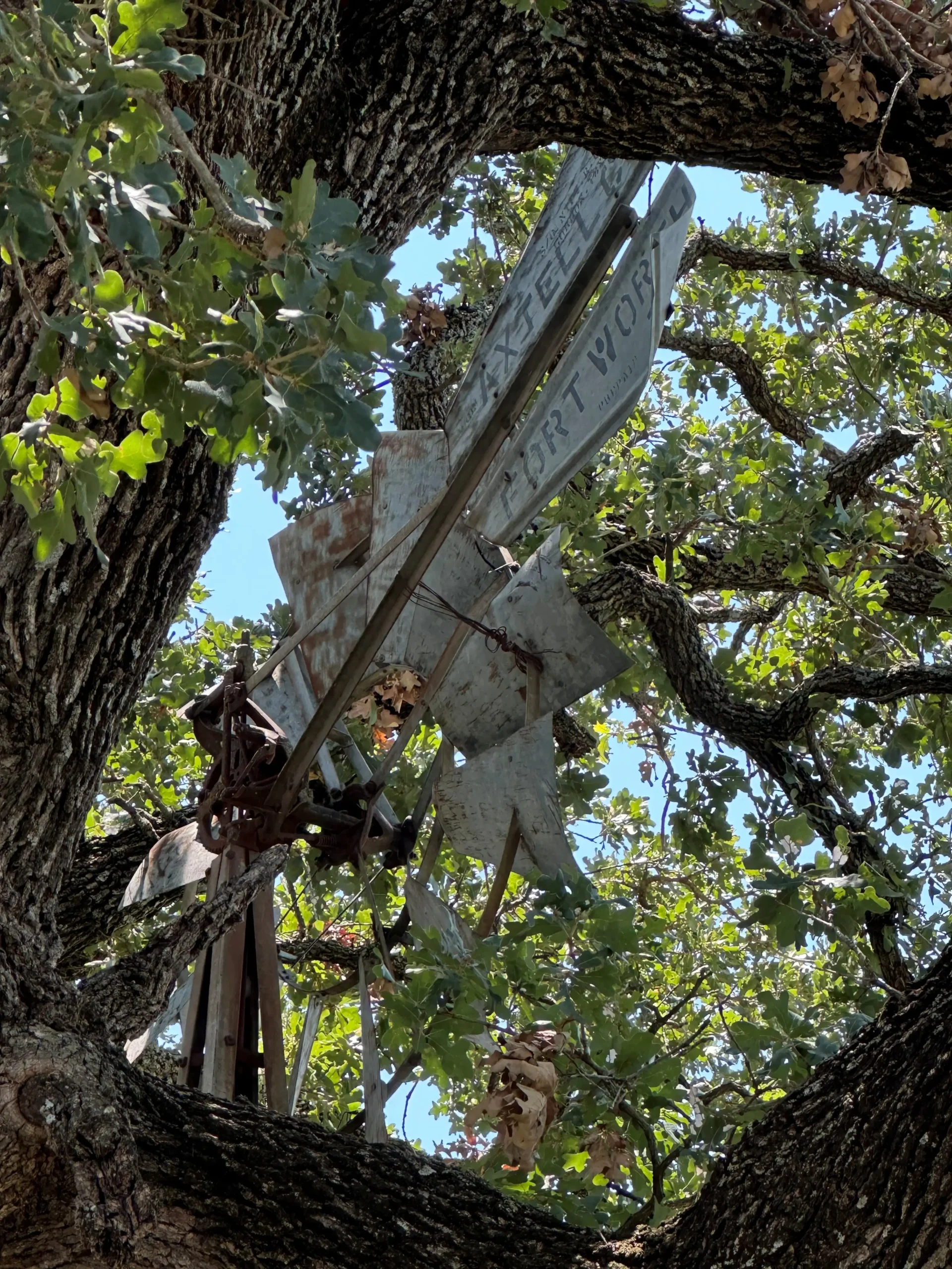 Historic F. & E. Myers windmill from Fort Worth, Texas, rusting in a post oak tree on the Tounget Ranch