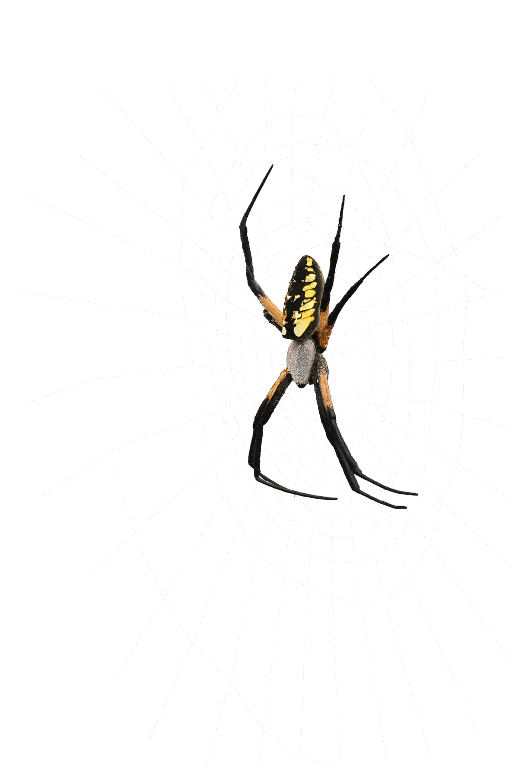Close-up of a yellow garden spider on its dew-covered web